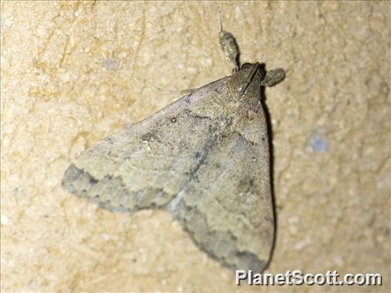 Litter Moth (Lascoria aon)