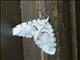 Carpet Moth (Larentiinae sp)