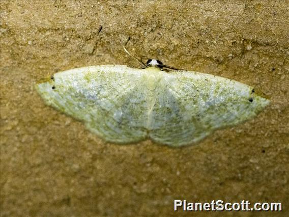 Geometer Moth (Microxydia sp)