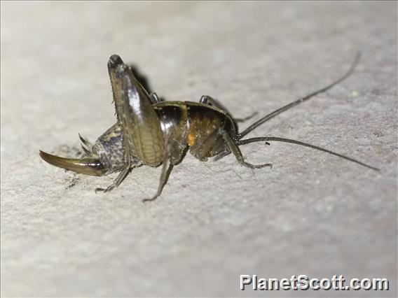 Camel Cricket (Rhaphidophoridae sp)