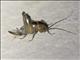 Camel Cricket (Rhaphidophoridae sp)