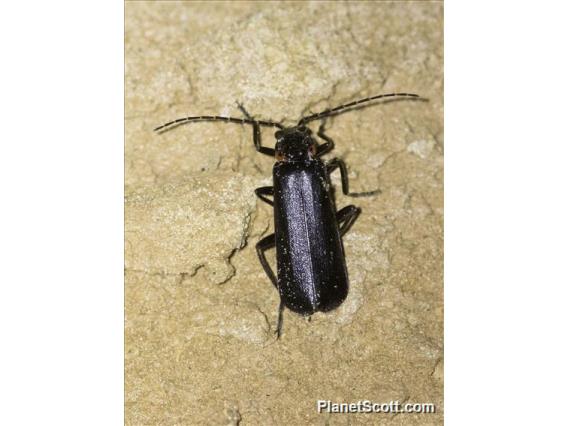 Soldier Beetle (Cantharidae sp)