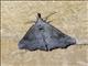 Hypenine Snout Moth (Hypeninae sp)