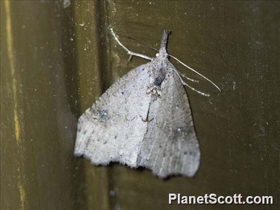 Crambid Snout Moth (Crambidae sp)