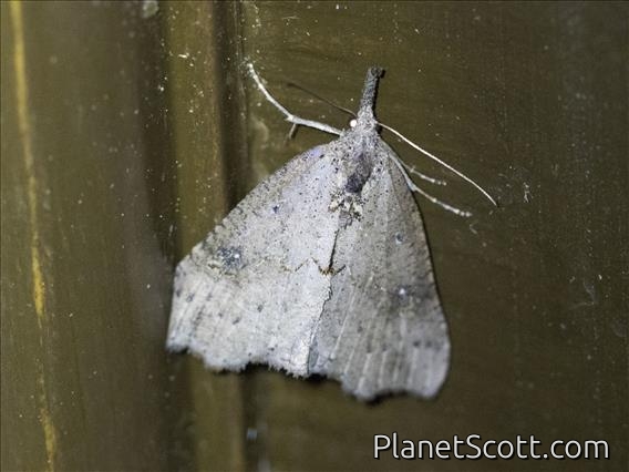 Hypenine Snout Moth (Hypena sp)