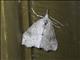 Crambid Snout Moth (Crambidae sp)