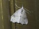 Hypenine Snout Moth (Hypena sp)