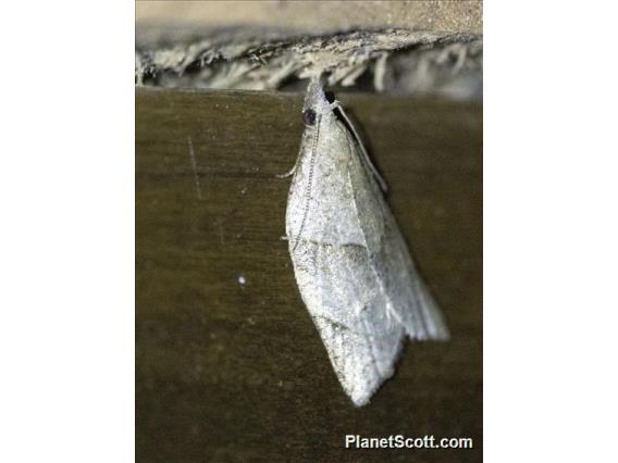 Crambid Snout Moth (Crambidae sp)