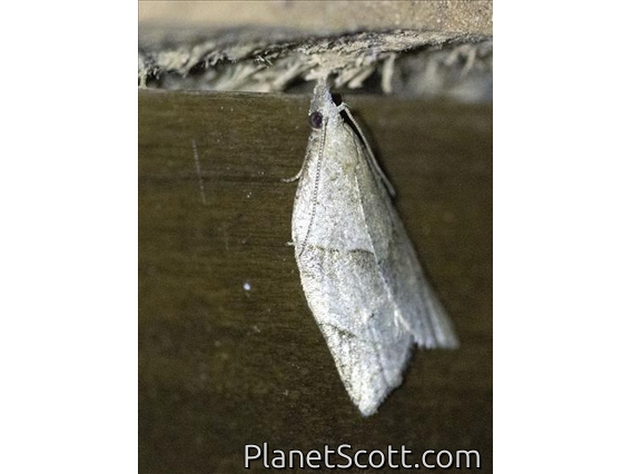 Tortricid Leafroller Moth (Tortricinae sp)