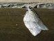 Tortricid Leafroller Moth (Tortricinae sp)