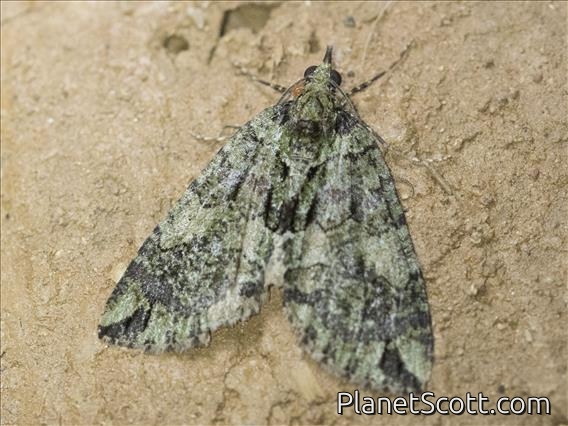 Carpet Moth (Hydriomena sp)