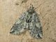 Carpet Moth (Hydriomena sp)