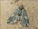 Geometer Moth (Ennominae sp)