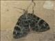 Carpet Moth (Larentiinae sp)