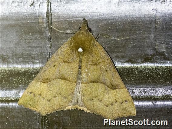 Crambid Snout Moth (Crambidae sp)