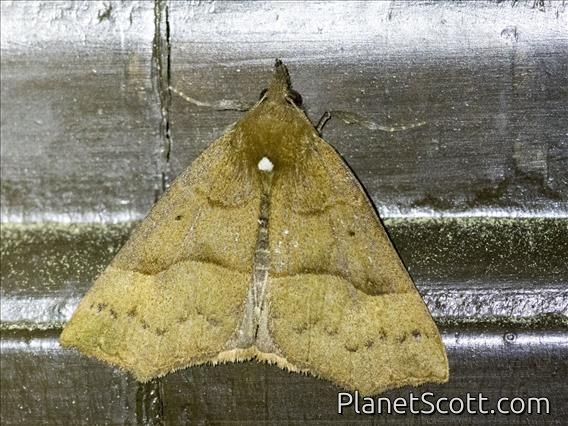 Hypenine Snout Moth (Hypeninae sp)