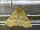 Crambid Snout Moth (Crambidae sp)