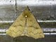 Hypenine Snout Moth (Hypeninae sp)