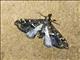 Crambid Snout Moth (Crambidae sp)