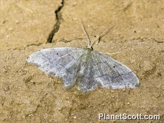 Geometer Moth (Geometridae sp)