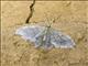 Geometer Moth (Geometridae sp)