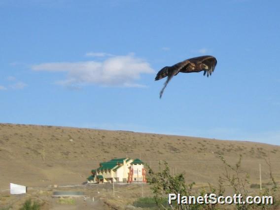 Cinereous Harrier (Circus cinereus)