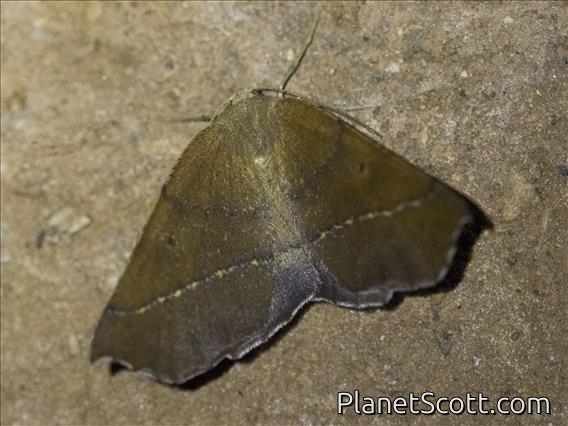 Geometer Moth (Ennominae sp)