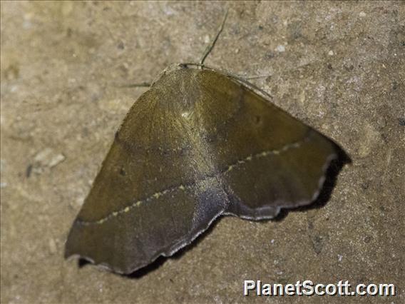 Geometer Moth (Geometridae sp)