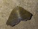 Geometer Moth (Ennominae sp)