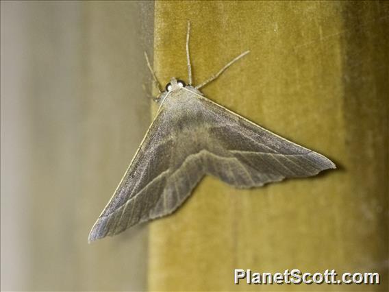 Geometer Moth (Geometridae sp)