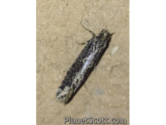Fungus Moth (Tineidae sp)
