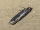 Fungus Moth (Tineidae sp)