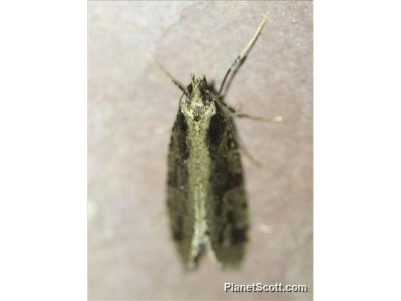 Underwing Moth (Erebidae sp)