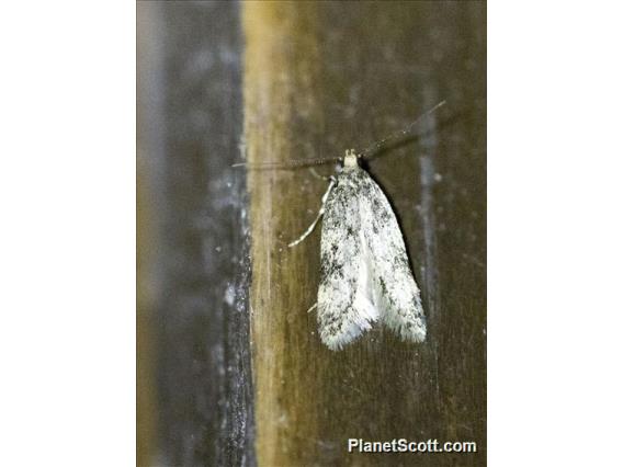 Lichen Moth (Clemensia sp)