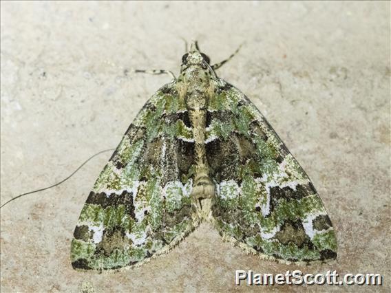 Cutworm Moth (Bryolymnia sp)