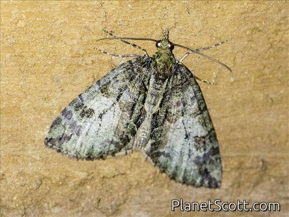 Carpet Moth (Hydriomena sp)