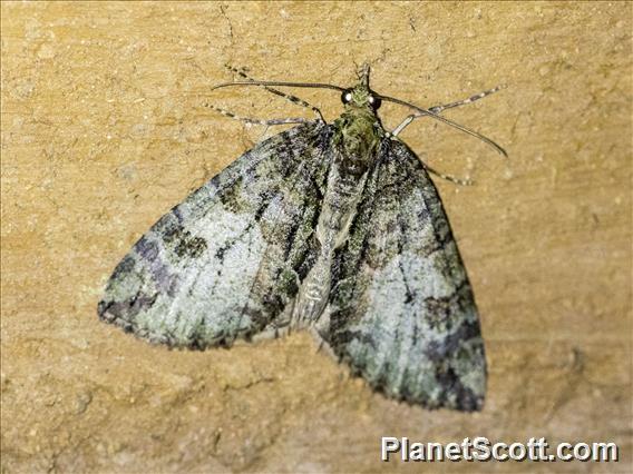 Crambid Snout Moth (Crambidae sp)