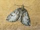 Carpet Moth (Hydriomena sp)