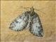 Crambid Snout Moth (Crambidae sp)