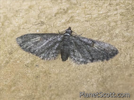 Pug Moth (Eupithecia sp)