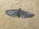 Pug Moth (Eupithecia sp)
