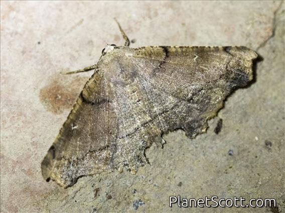 Geometer Moth (Ennominae sp)