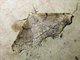 Geometer Moth (Ennominae sp)