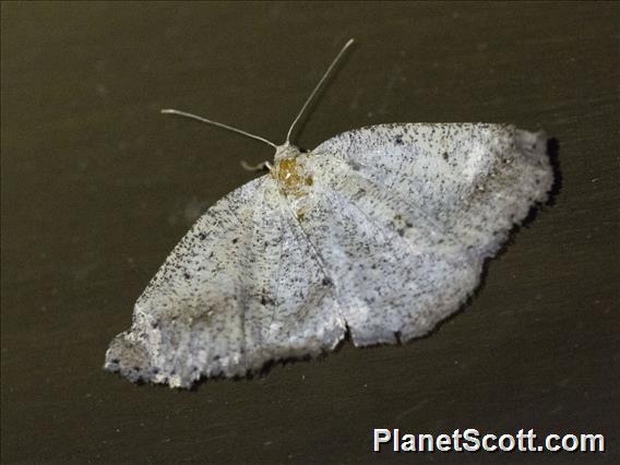 Geometer Moth (Geometridae sp)