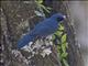 Dwarf Jay (Cyanolyca nanus)