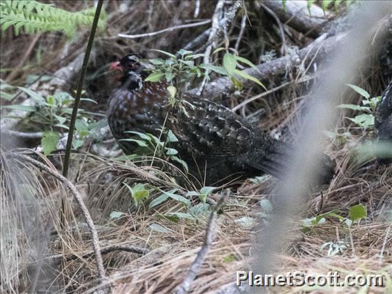 Long-tailed Wood-Partridge (Dendrortyx macroura)