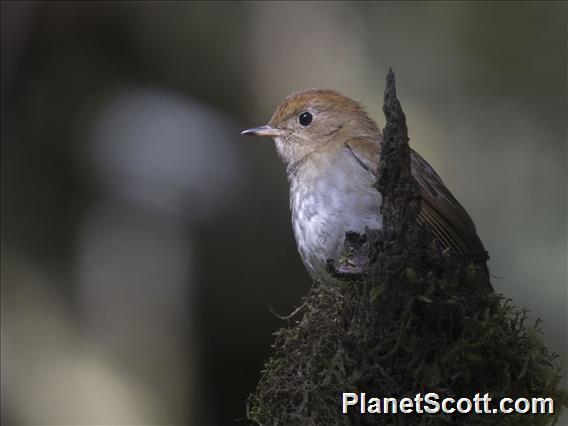 Russet Nightingale-Thrush (Catharus occidentalis)