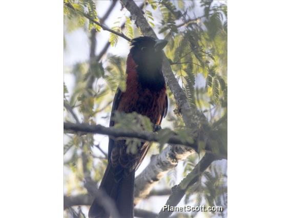 Crimson-collared Grosbeak (Periporphyrus celaeno) - Male