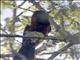 Crimson-collared Grosbeak (Periporphyrus celaeno) - Male