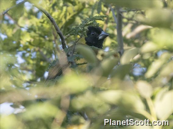 Crimson-collared Grosbeak (Periporphyrus celaeno) - Female